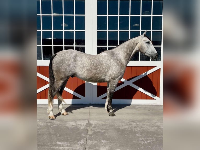 American Quarter Horse Castrone 6 Anni 155 cm Grigio pezzato in Everett PA