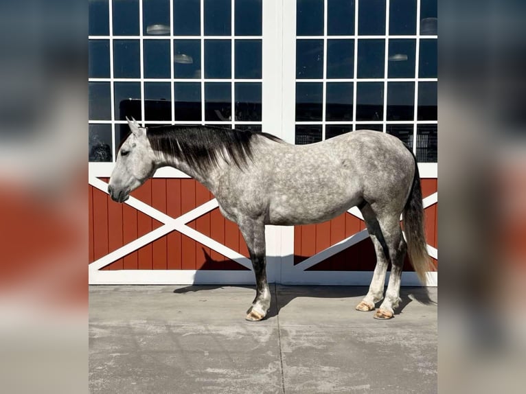 American Quarter Horse Castrone 6 Anni 155 cm Grigio pezzato in Everett PA