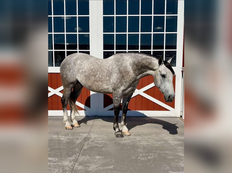 American Quarter Horse Castrone 6 Anni 155 cm Grigio pezzato in Everett PA