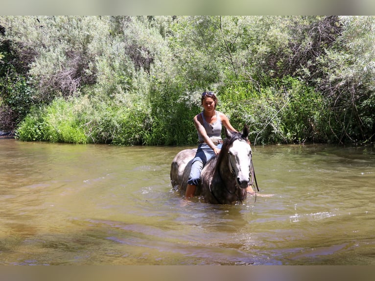 American Quarter Horse Castrone 6 Anni 155 cm Grigio pezzato in Pleasant Grove CA