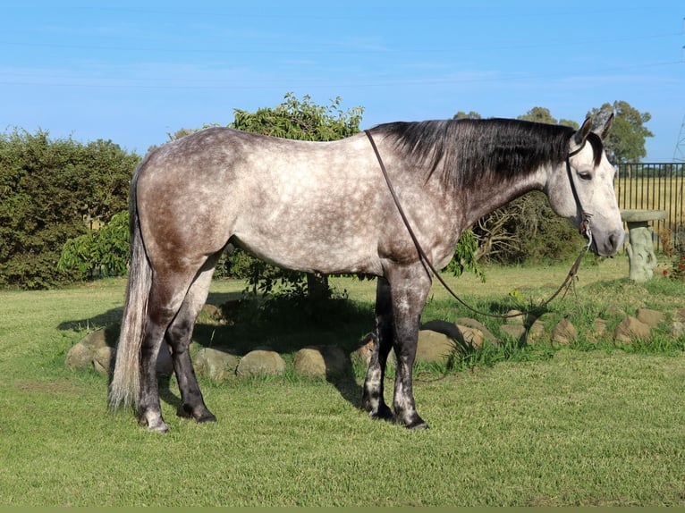 American Quarter Horse Castrone 6 Anni 155 cm Grigio pezzato in Pleasant Grove CA