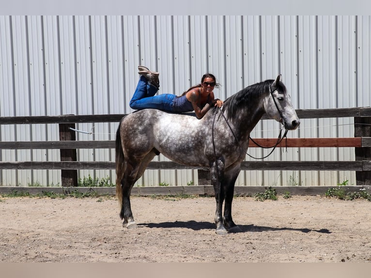 American Quarter Horse Castrone 6 Anni 155 cm Grigio pezzato in Pleasant Grove CA