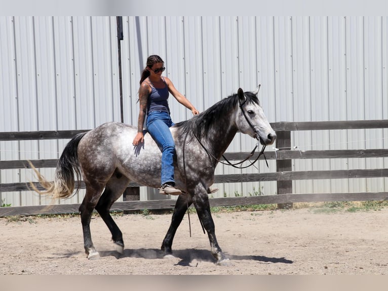 American Quarter Horse Castrone 6 Anni 155 cm Grigio pezzato in Pleasant Grove CA