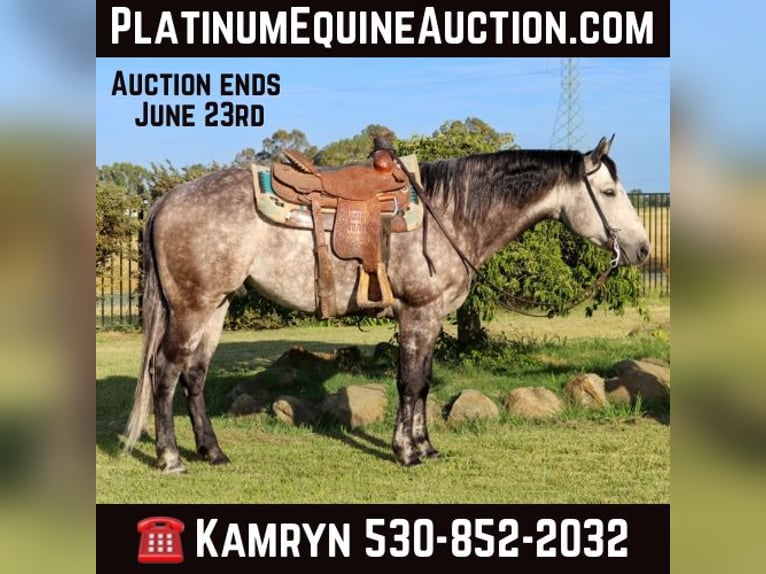 American Quarter Horse Castrone 6 Anni 155 cm Grigio pezzato in Pleasant Grove CA