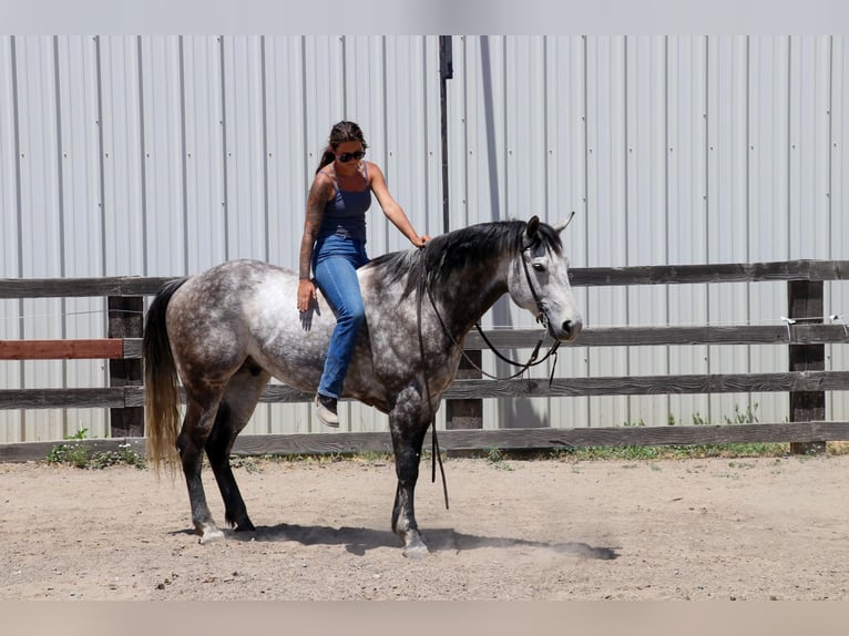 American Quarter Horse Castrone 6 Anni 155 cm Grigio pezzato in Pleasant Grove CA