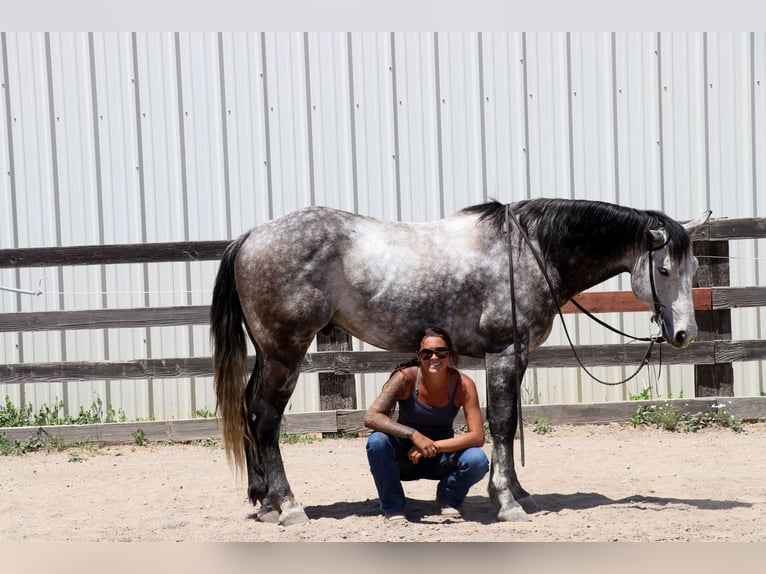 American Quarter Horse Castrone 6 Anni 155 cm Grigio pezzato in Pleasant Grove CA