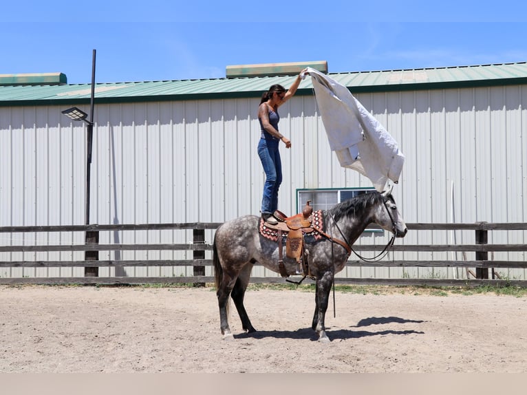 American Quarter Horse Castrone 6 Anni 155 cm Grigio pezzato in Pleasant Grove CA