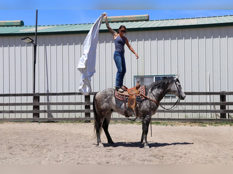 American Quarter Horse Castrone 6 Anni 155 cm Grigio pezzato in Pleasant Grove CA