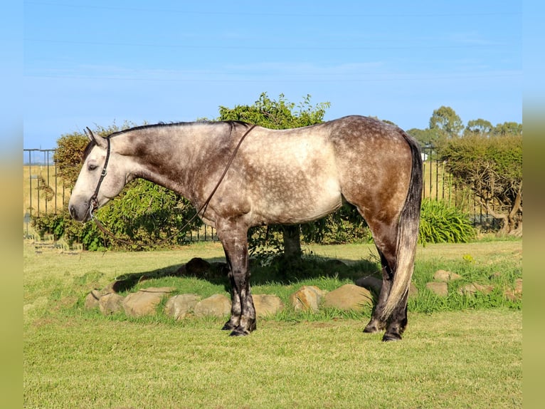 American Quarter Horse Castrone 6 Anni 155 cm Grigio pezzato in Pleasant Grove CA