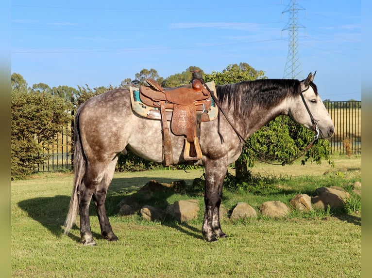 American Quarter Horse Castrone 6 Anni 155 cm Grigio pezzato in Pleasant Grove CA