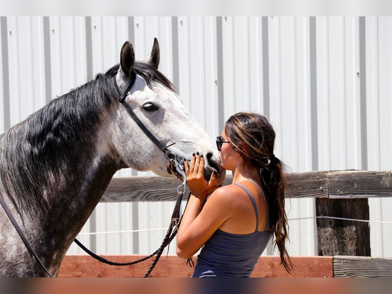 American Quarter Horse Castrone 6 Anni 155 cm Grigio pezzato in Pleasant Grove CA