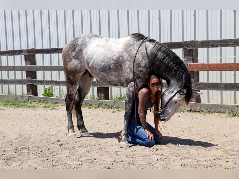 American Quarter Horse Castrone 6 Anni 155 cm Grigio pezzato in Pleasant Grove CA