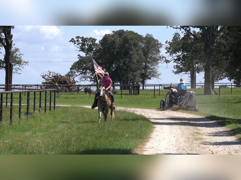 American Quarter Horse Castrone 6 Anni 155 cm Grigio in Kaufman, TX