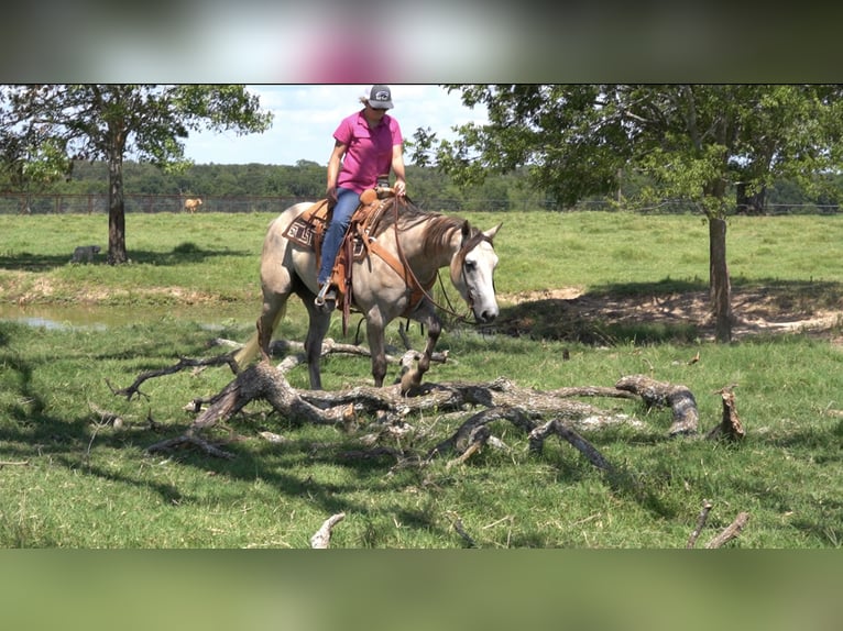 American Quarter Horse Castrone 6 Anni 155 cm Grigio in Kaufman, TX