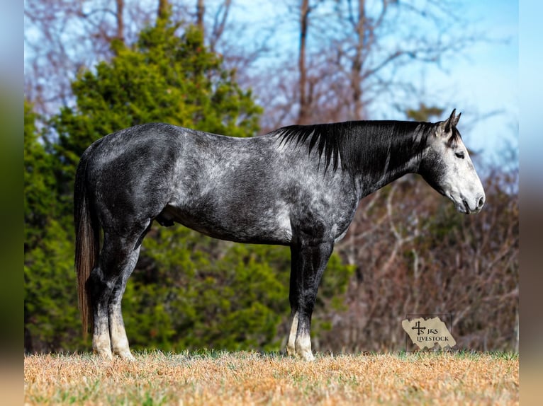 American Quarter Horse Castrone 6 Anni 155 cm Grigio in Santa Fe