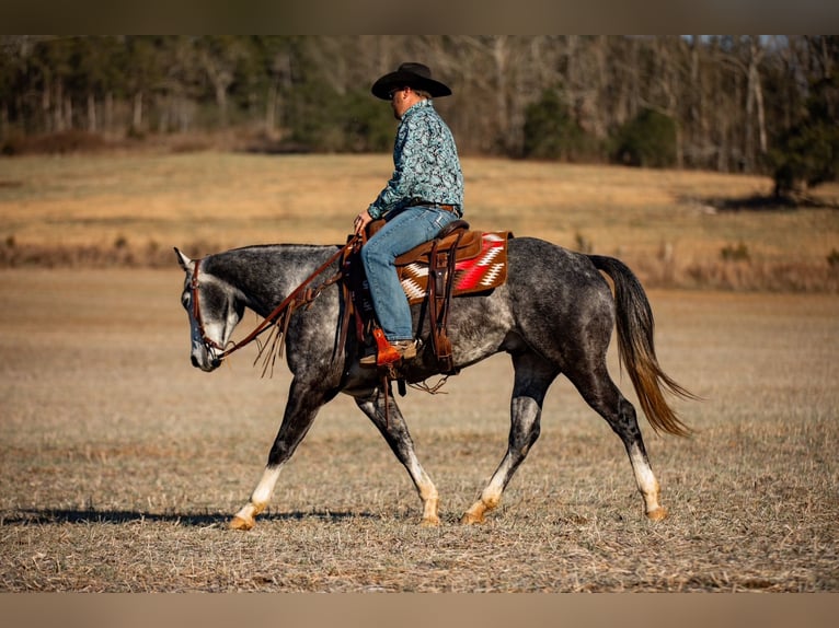 American Quarter Horse Castrone 6 Anni 155 cm Grigio in Santa Fe