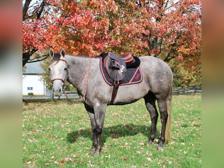 American Quarter Horse Mix Castrone 6 Anni 155 cm Grigio in Allentown, NJ