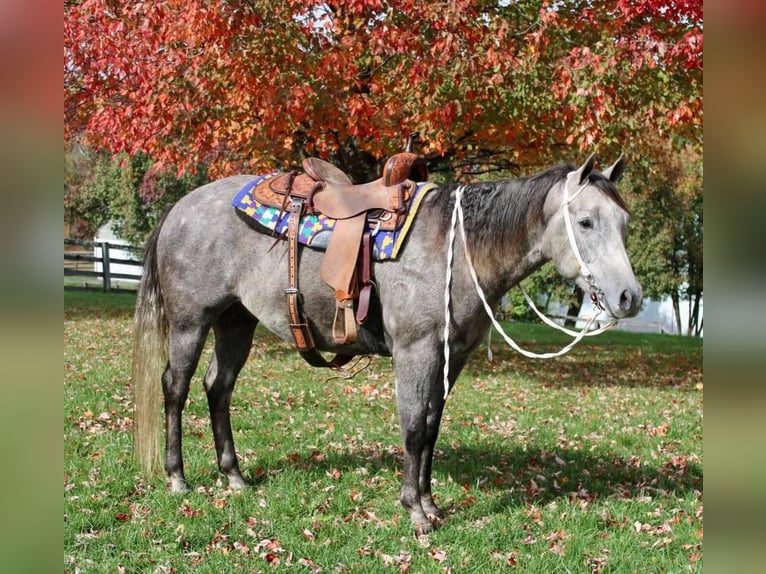 American Quarter Horse Mix Castrone 6 Anni 155 cm Grigio in Allentown, NJ