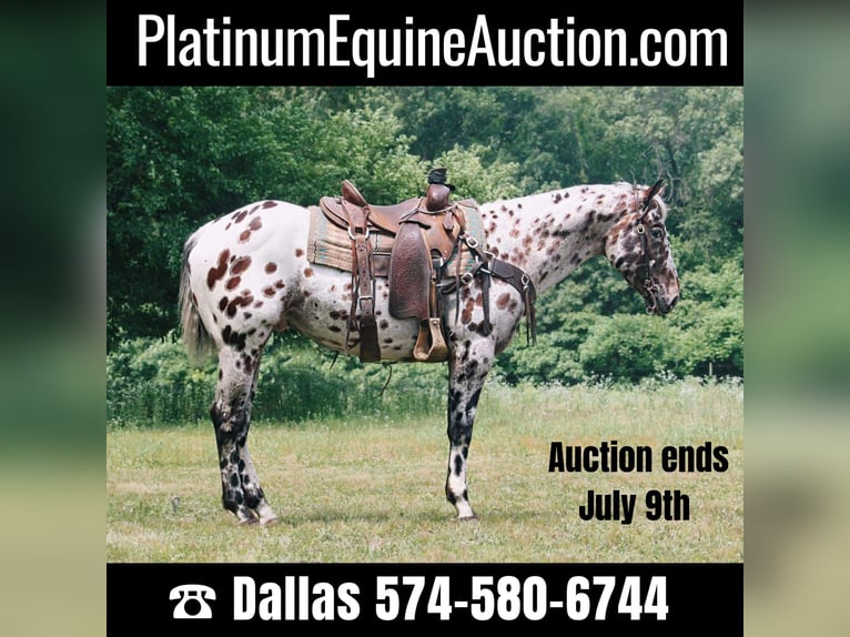 American Quarter Horse Castrone 6 Anni 155 cm Leopard in North Judson, IN