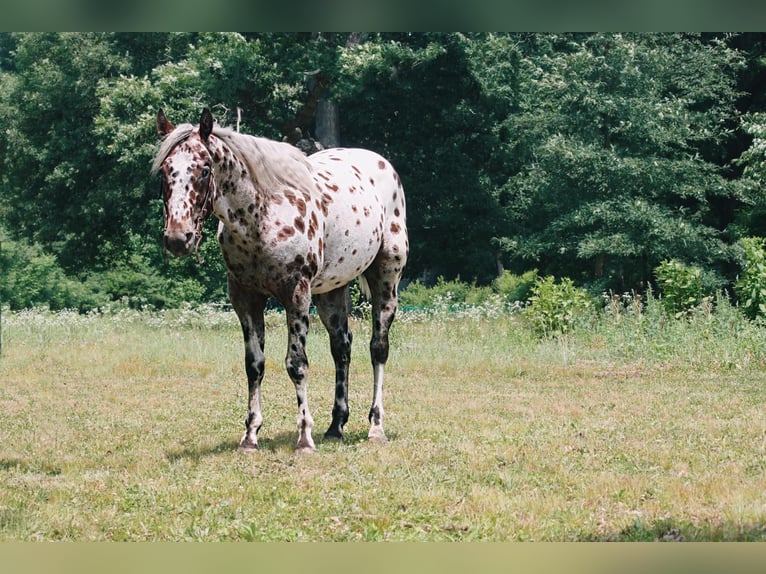 American Quarter Horse Castrone 6 Anni 155 cm Leopard in North Judson, IN