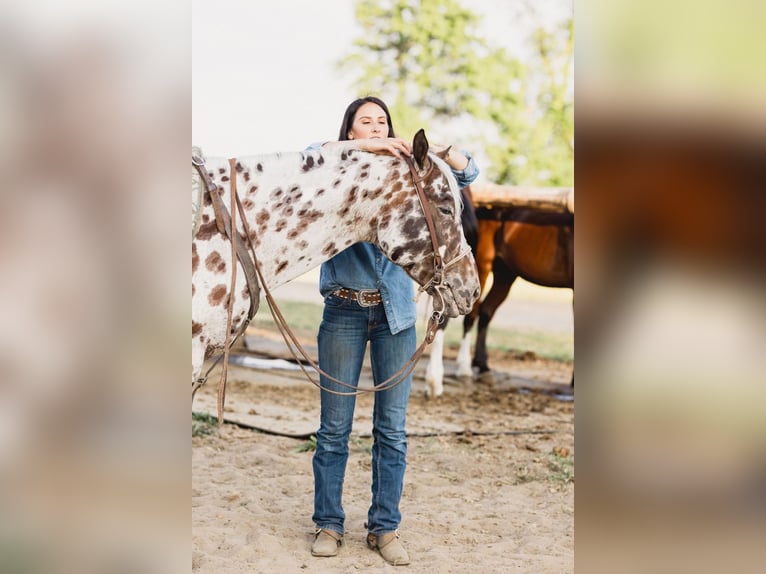 American Quarter Horse Castrone 6 Anni 155 cm Leopard in North Judson, IN