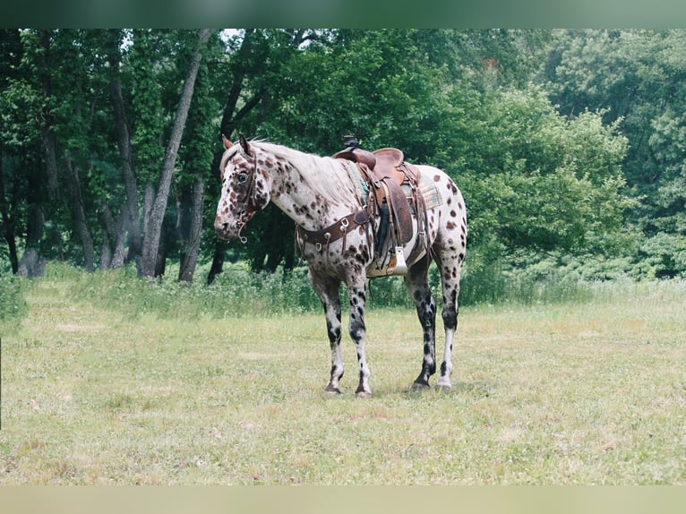 American Quarter Horse Castrone 6 Anni 155 cm Leopard in North Judson, IN