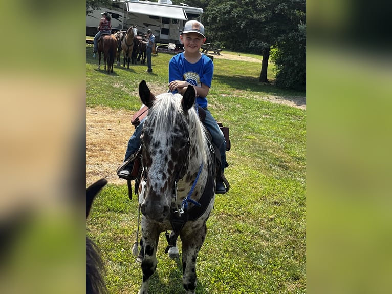 American Quarter Horse Castrone 6 Anni 155 cm Leopard in North Judson, IN