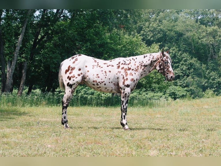 American Quarter Horse Castrone 6 Anni 155 cm Leopard in North Judson, IN