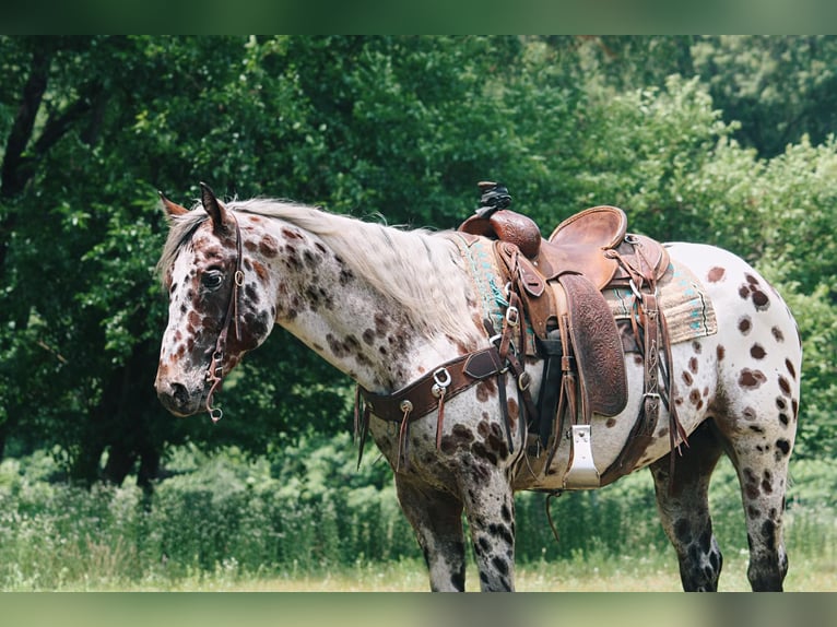 American Quarter Horse Castrone 6 Anni 155 cm Leopard in North Judson, IN