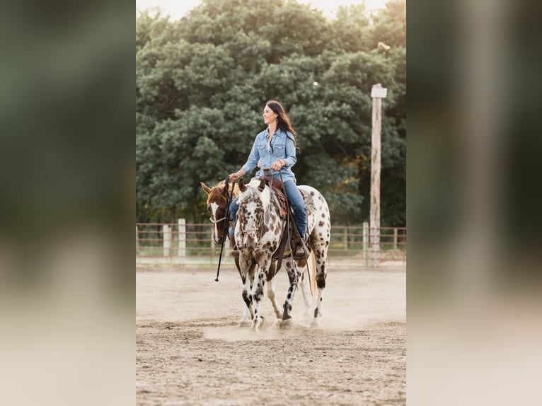 American Quarter Horse Castrone 6 Anni 155 cm Leopard in North Judson, IN