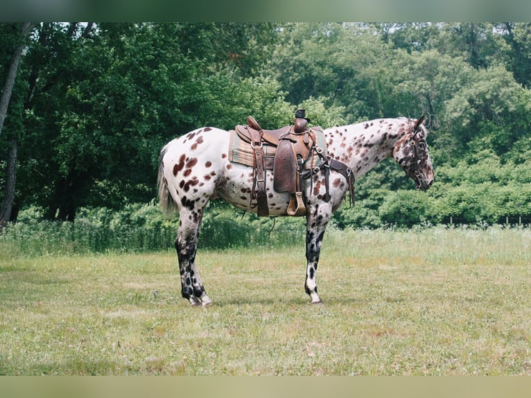 American Quarter Horse Castrone 6 Anni 155 cm Leopard in North Judson, IN