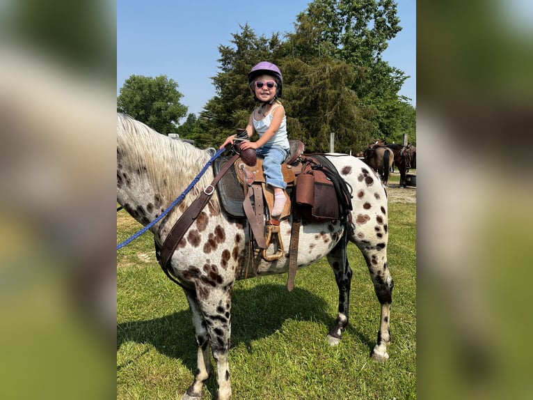 American Quarter Horse Castrone 6 Anni 155 cm Leopard in North Judson, IN