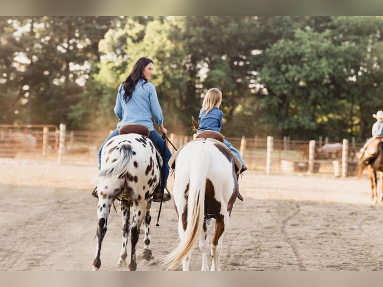 American Quarter Horse Castrone 6 Anni 155 cm Leopard in North Judson, IN