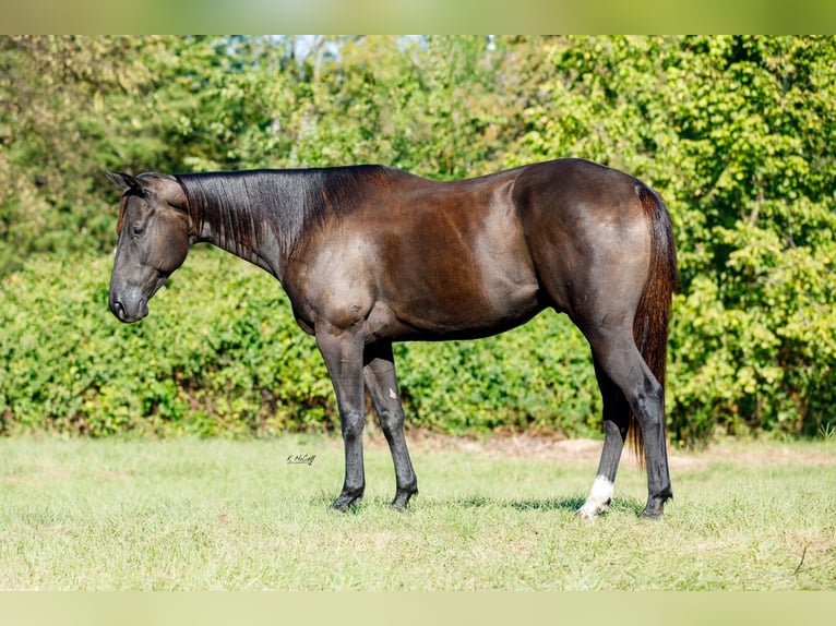 American Quarter Horse Castrone 6 Anni 155 cm Morello in Ravenna, TX