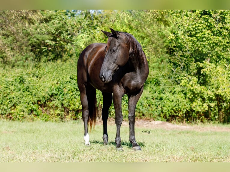 American Quarter Horse Castrone 6 Anni 155 cm Morello in Ravenna, TX