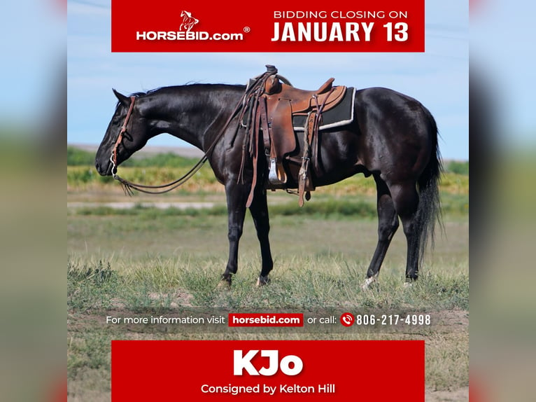 American Quarter Horse Castrone 6 Anni 155 cm Morello in Congress, AZ