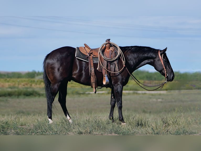 American Quarter Horse Castrone 6 Anni 155 cm Morello in Congress, AZ