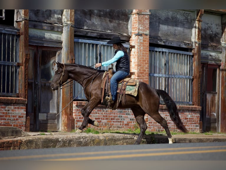 American Quarter Horse Castrone 6 Anni 155 cm Morello in Rusk, TX