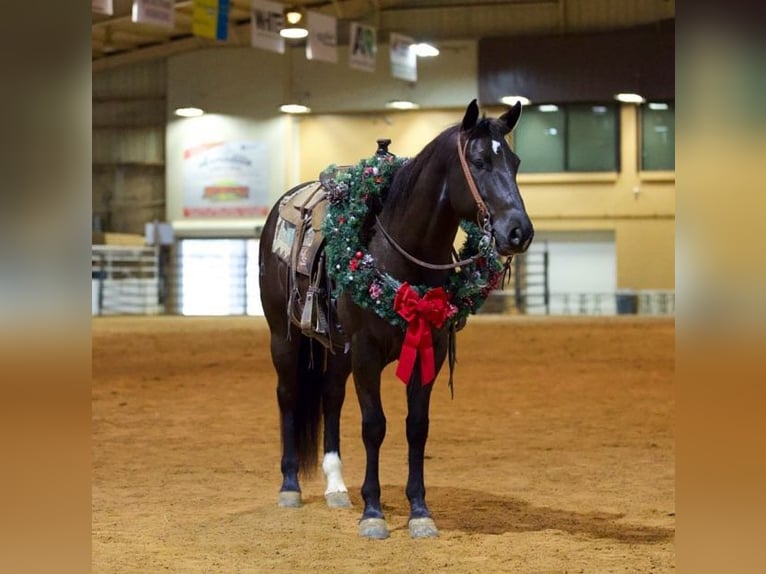 American Quarter Horse Castrone 6 Anni 155 cm Morello in Rusk, TX