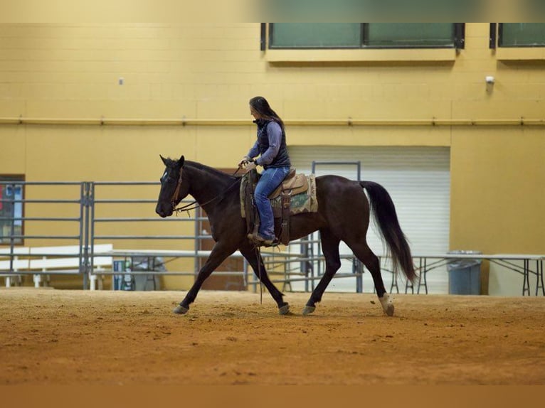 American Quarter Horse Castrone 6 Anni 155 cm Morello in Rusk, TX