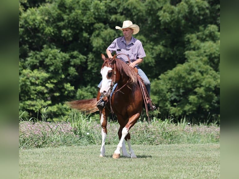 American Quarter Horse Castrone 6 Anni 155 cm Overo-tutti i colori in Level Green Ky