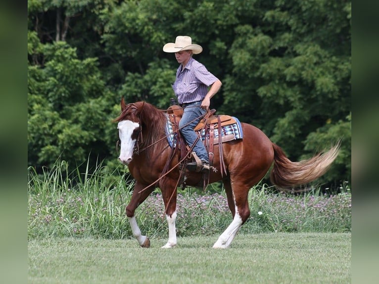 American Quarter Horse Castrone 6 Anni 155 cm Overo-tutti i colori in Level Green Ky