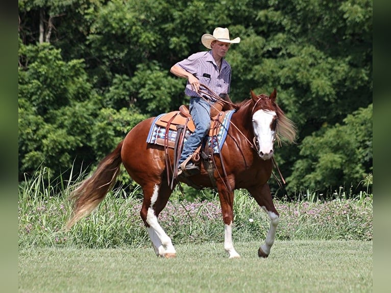 American Quarter Horse Castrone 6 Anni 155 cm Overo-tutti i colori in Level Green Ky