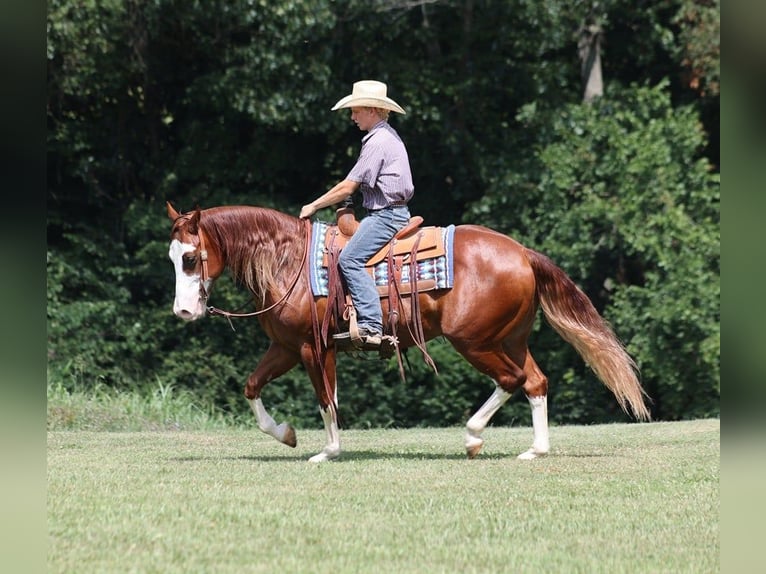 American Quarter Horse Castrone 6 Anni 155 cm Overo-tutti i colori in Level Green Ky