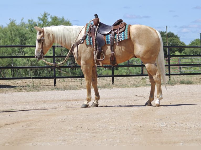 American Quarter Horse Castrone 6 Anni 155 cm Palomino in Eastland TX