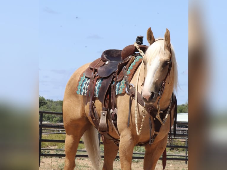 American Quarter Horse Castrone 6 Anni 155 cm Palomino in Eastland TX