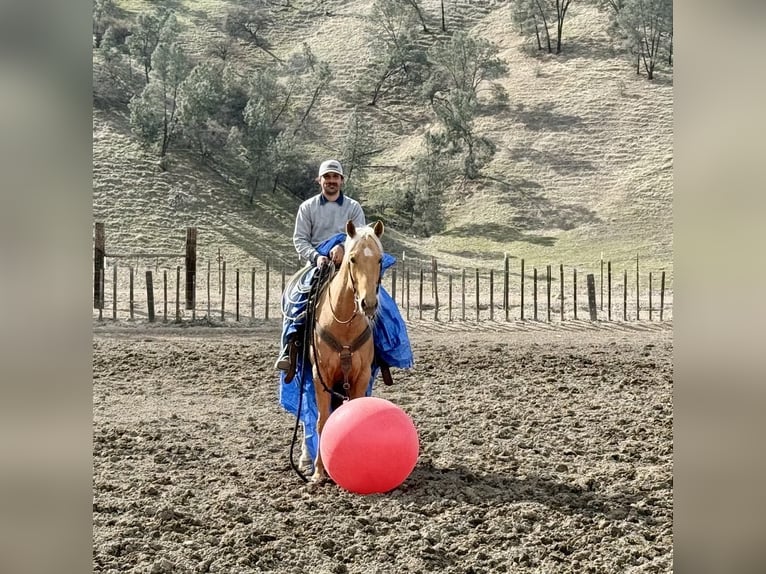 American Quarter Horse Castrone 6 Anni 155 cm Palomino in Paicines CA