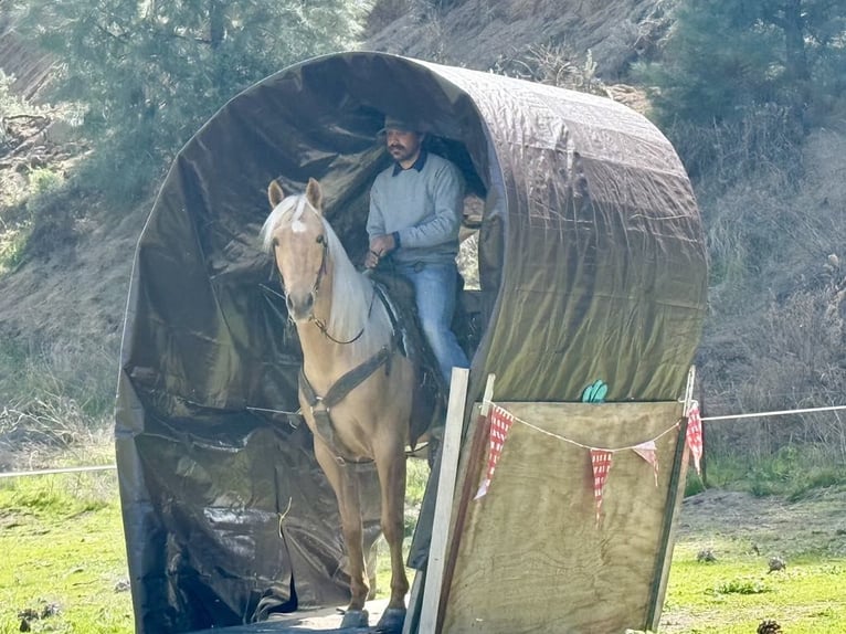 American Quarter Horse Castrone 6 Anni 155 cm Palomino in Paicines CA