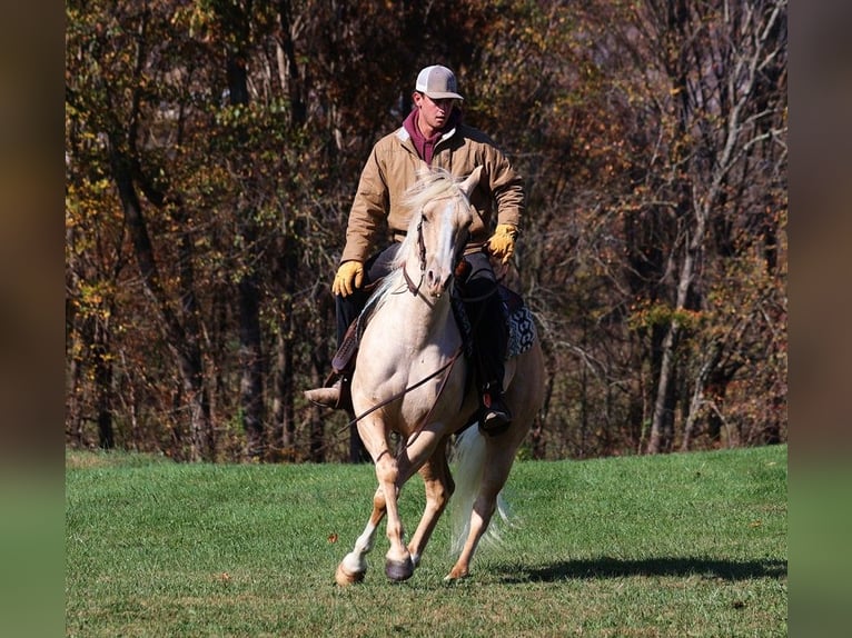 American Quarter Horse Castrone 6 Anni 155 cm Palomino in Somerset, KY