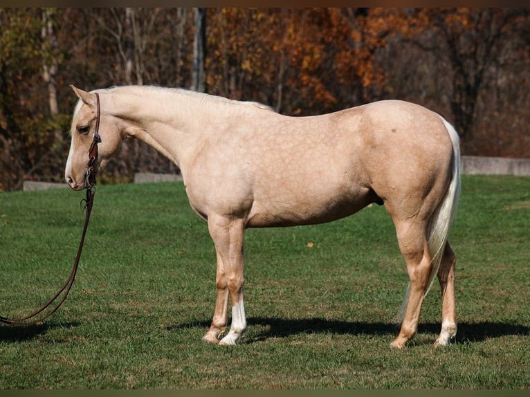 American Quarter Horse Castrone 6 Anni 155 cm Palomino in Somerset, KY